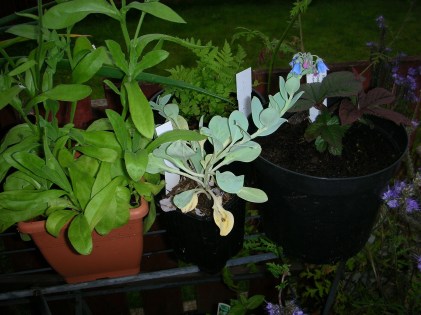 Garden, Oyster Plant