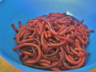 bowl of worms