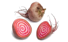chioggia