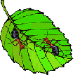 ants-leaf-animated