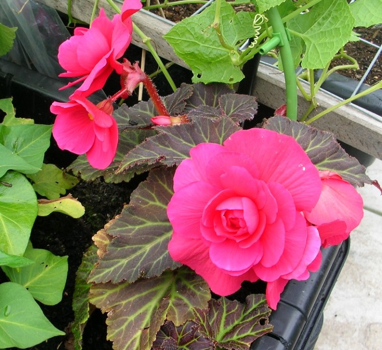 Begonia