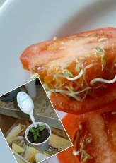 Brysons tomatos copy