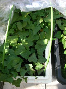Garden, sweet potato