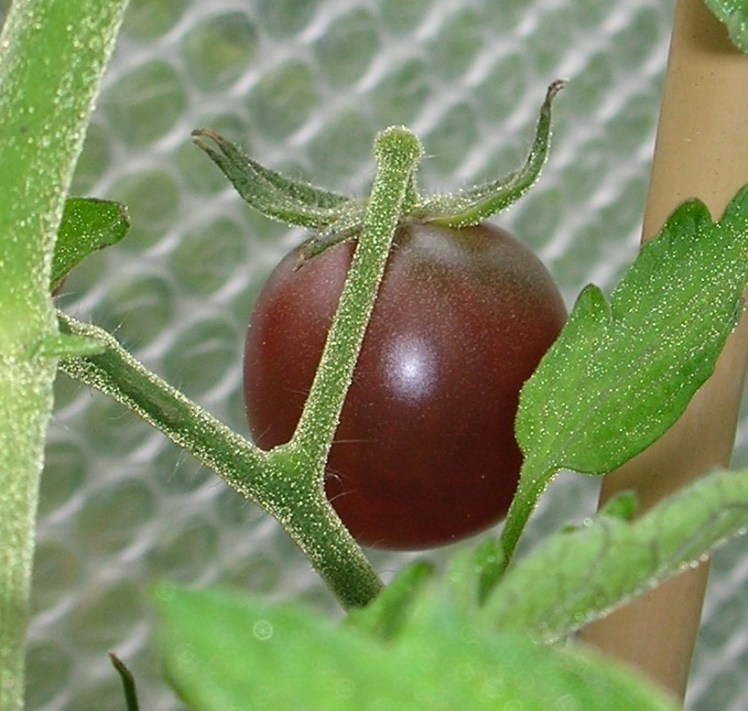 Greenhouse, Black Cherry toms c
