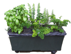 Herbs-EarthBox