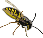 wasp-clip-art-wasp-md