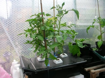 greenhouse-tank-jund-2016