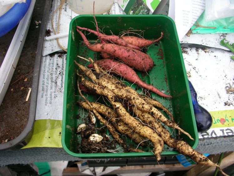 sweet-potato-harvest
