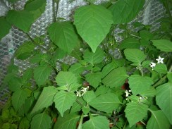 wonderberry-berries-nov