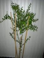 caviar-tree-2