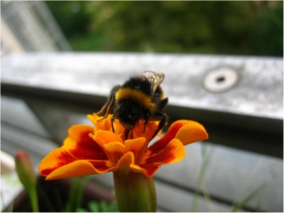 BumblebeeFreePic400