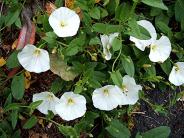 Bindweed, Field (Convolvulus arvensis) Morley Road Sapcote SP 4917 9330 (taken 19.6.2006)