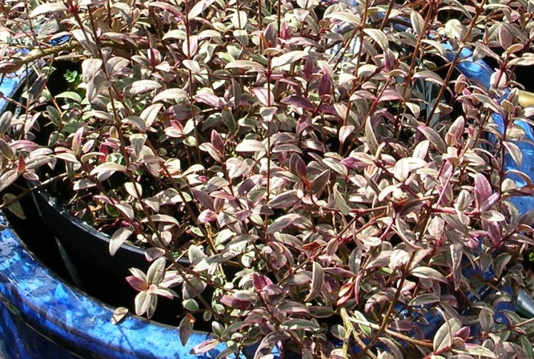Chilean Guava Apr 2017c.jpg