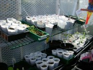 Seedlings 2 Apr 2017