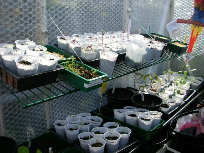 Seedlings 2 Apr 2017