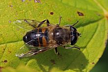Hoverfly_(Eristalis_tenax)_female