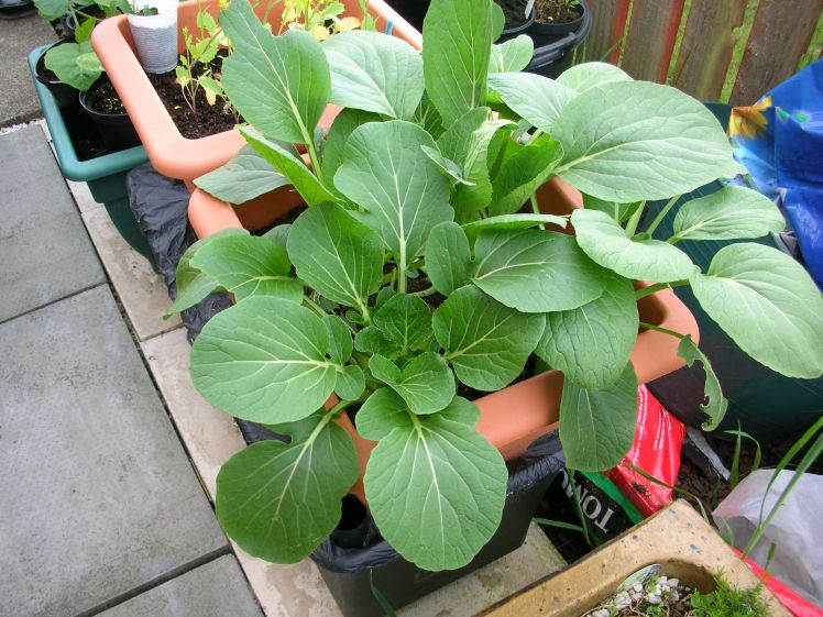 Growing vegetables in a variety of containers