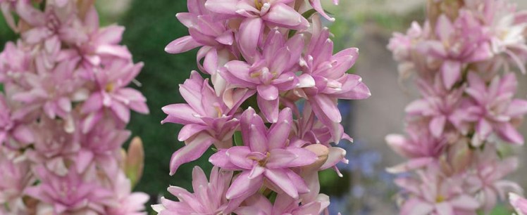 polianthes pink c