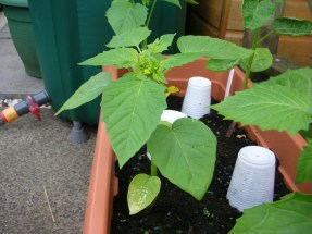 Tomatillo2 May 2017.JPG