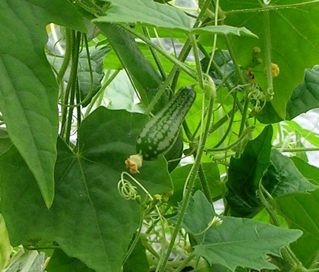 Cucamelon fruit