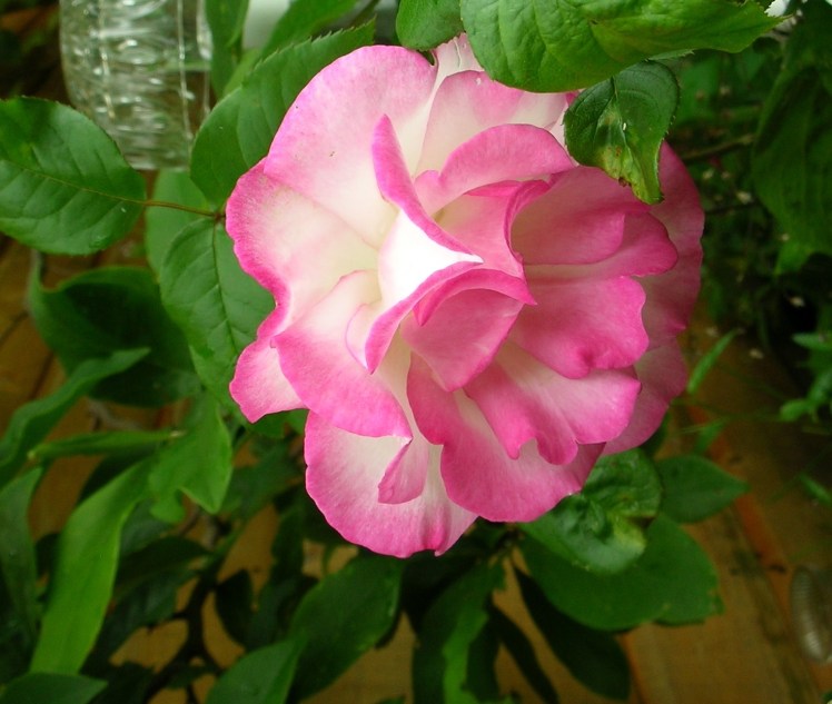 Handel rose July 2017