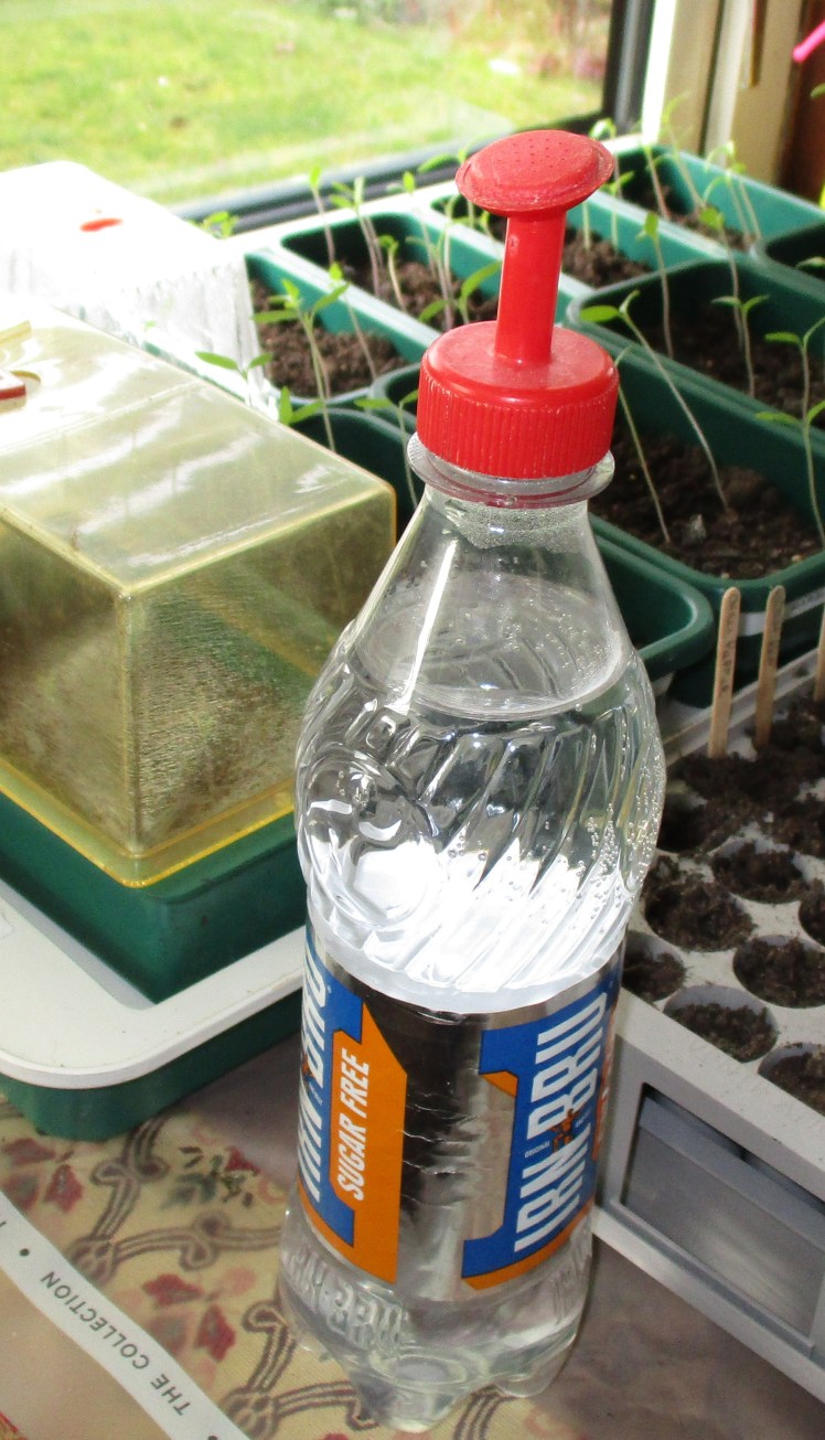 seedling, bottle c