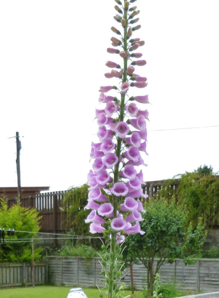 Foxglove c