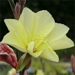 oenothera-odorata-sulphurea-