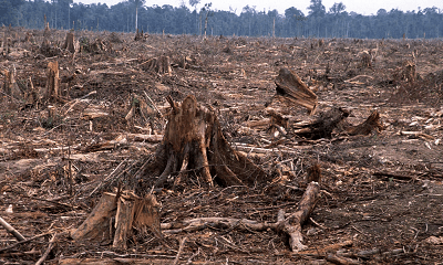 deforestation-1