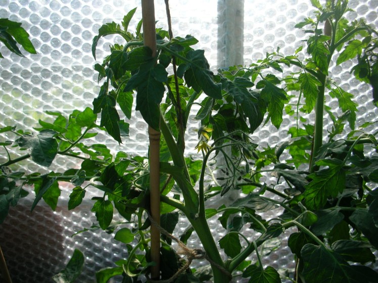Tomato, first flowers