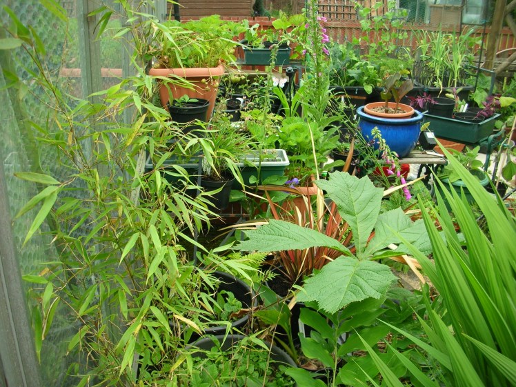 Garden, bamboo