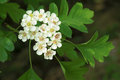 hawthorn flower