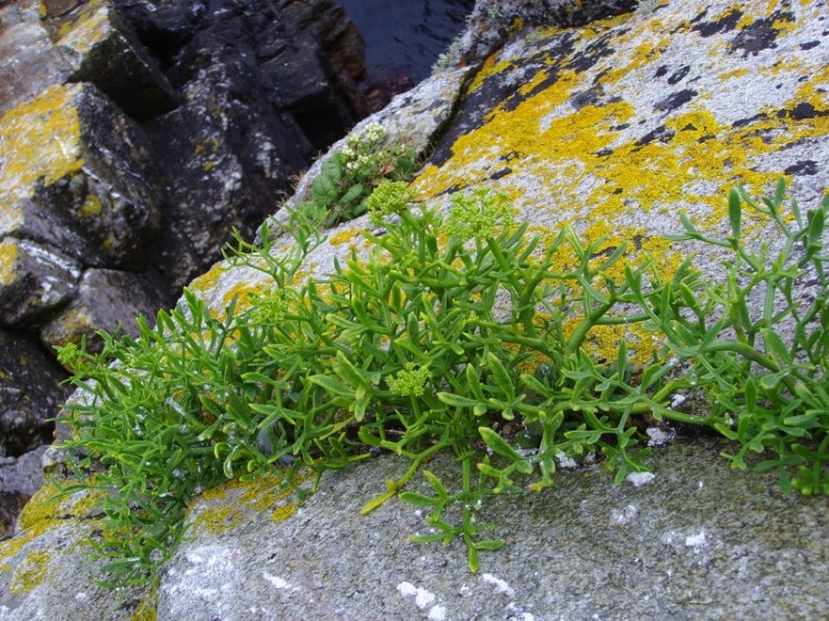 Perce-pierre rock samphire