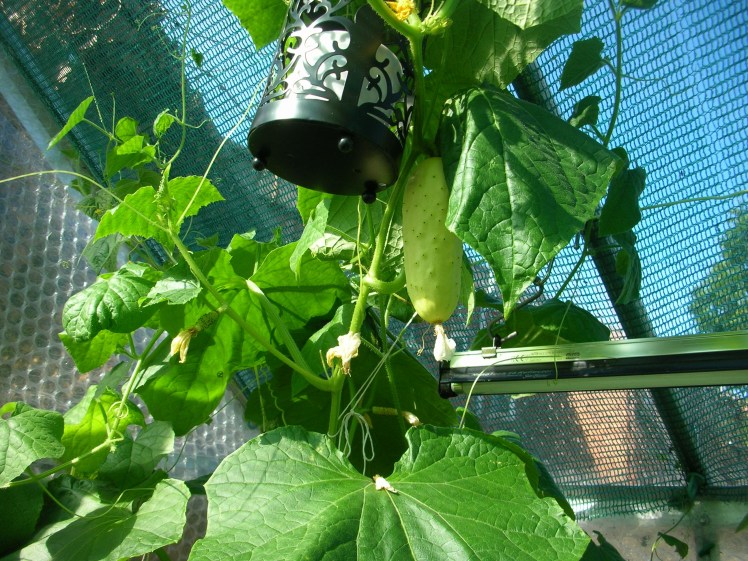 Poona Kheena cucumber