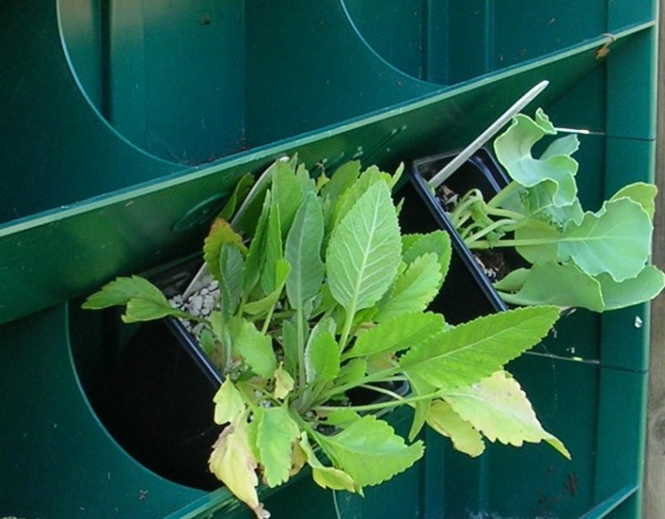 Seakale and costmary