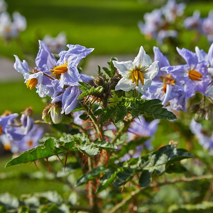 solanum_sisymbriifolium-IMG_9355