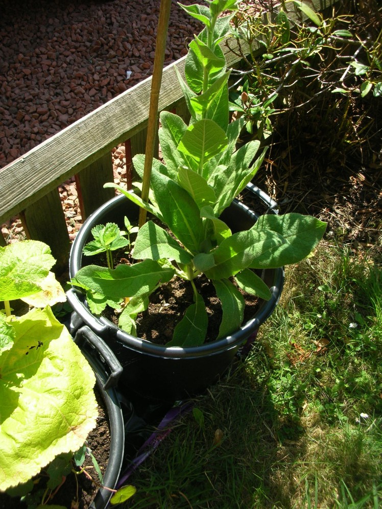 Strawberries with verbascum