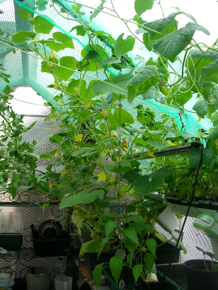 Greenhouse, tangled leaves