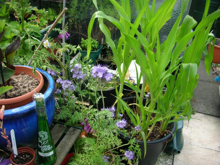 Phacelia &amp; bottle