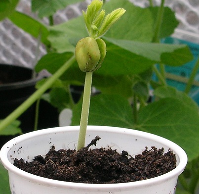 Tamarind seedling c
