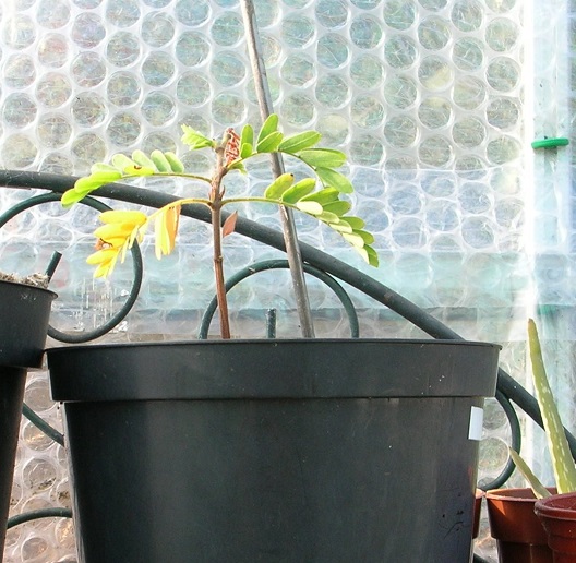 Tamarind tree 2018 c