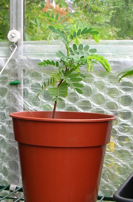 Tamarind tree July 2018 c