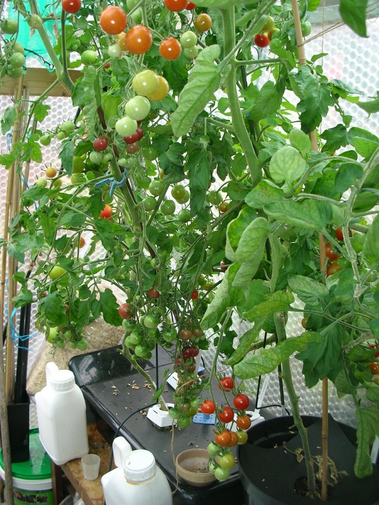 Tomatoes 2018