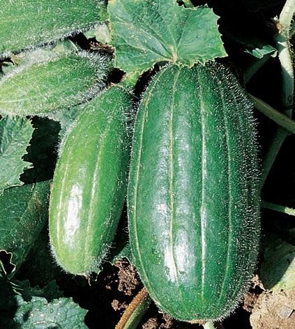 Carpsello 'Scopatizzo  Leccese