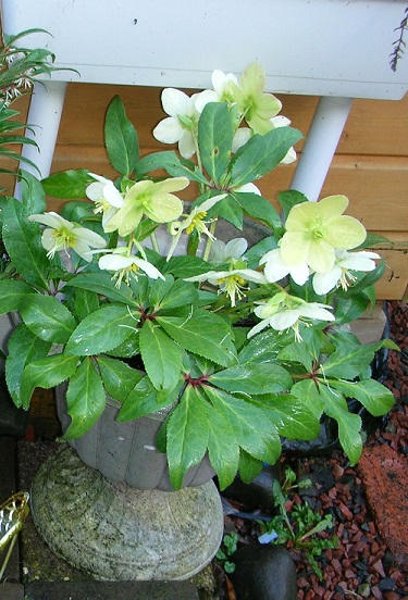 Christmas rose