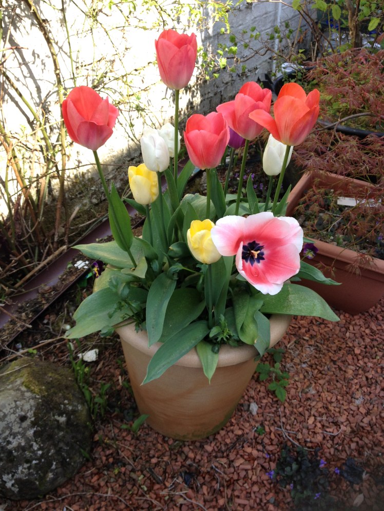 Tulips 3 Apr 2019