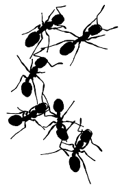ants