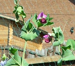 Purple podded peas June cc