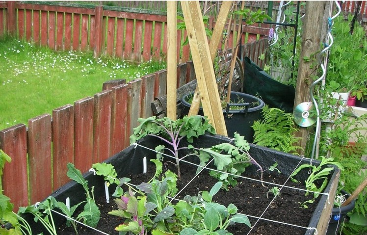 Raised bed start July 2020c